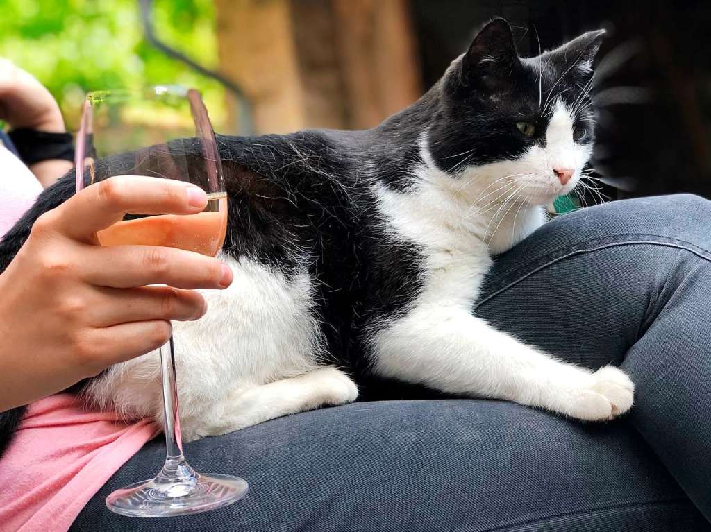 Entspannter Sommerabend zuhause mit Kater Fridolin