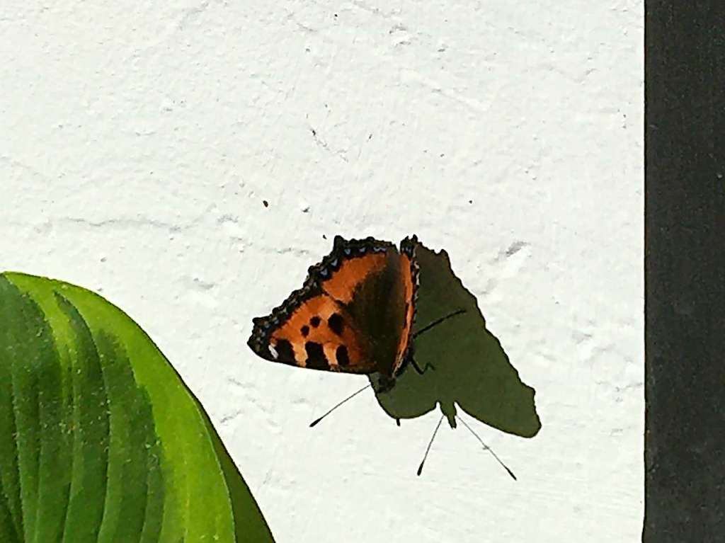 Zarter Besuch auf dem Balkon