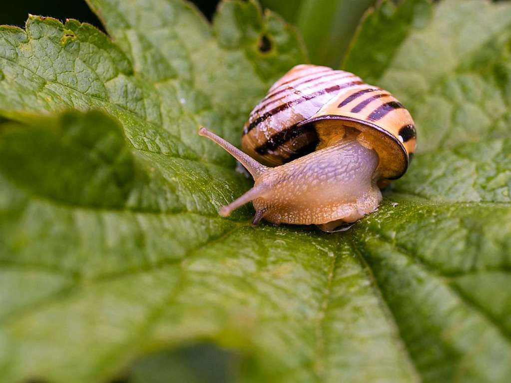 Nach einem Regenschauer im Juni sa diese kleine Schnecke auf einem Blatt im Garten.