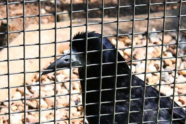 Saatkrhe Rudi ist der heimliche Star des Schwarzwaldzoos Waldkirch