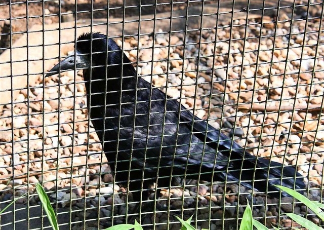 Rudi in ihrem Kfig &#8211; dass sie n...er freien Natur lebt, hat gute Grnde.  | Foto: Hans Jrgen Kugler