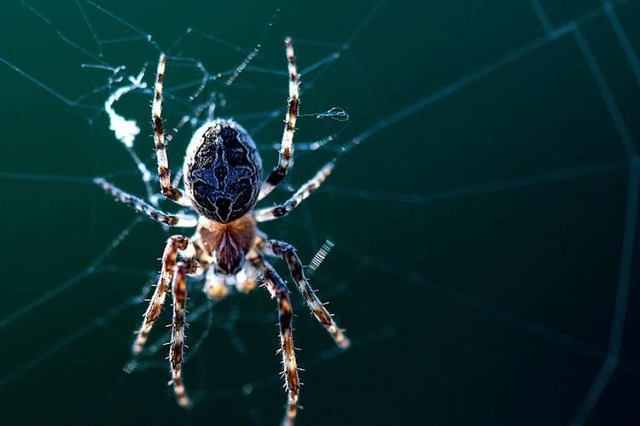 Eine Spinne hngt in ihrem Netz.  | Foto: Hendrik Schmidt (dpa)