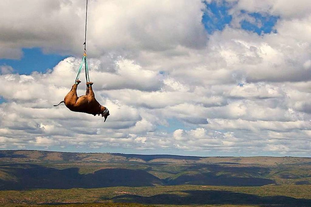 Das fliegende Rhinozerus: 2011 ließ de...täubt und überstanden ihn unbeschadet.  | Foto: Green Renaissance/www.greenrenai