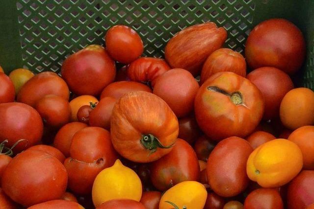 Tomaten mit Geschmack vom Kleinsthof in Tunsel