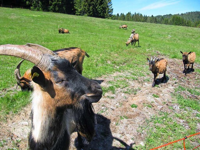 Keck begren die Ziegen die Wanderer ...die Natur in aller Ruhe erleben lsst.  | Foto: Susanne Filz