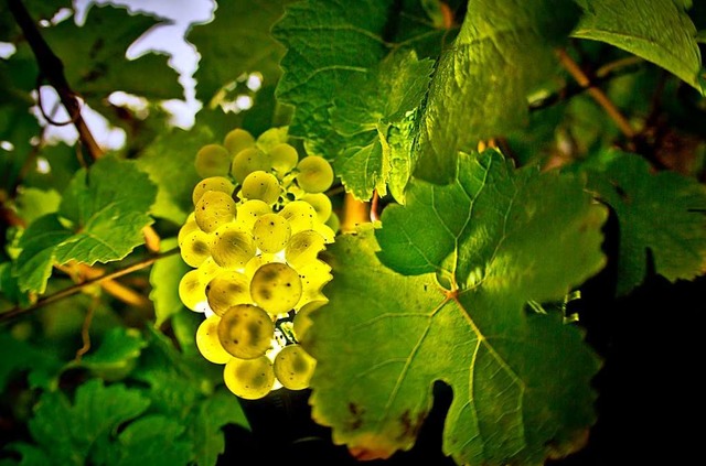 &#8222;Wein ist nicht nur ein Genussmi...rflerland&#8220;, sagt Rainer Zeller.  | Foto: Frank Rumpenhorst