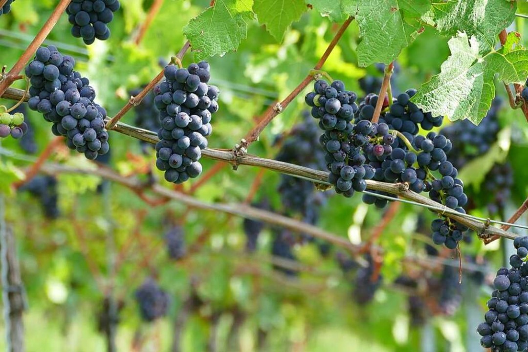 Die Weintrauben auf dem Tüllinger Berg...versprechen einen sehr guten Jahrgang.  | Foto: Peter Gerigk
