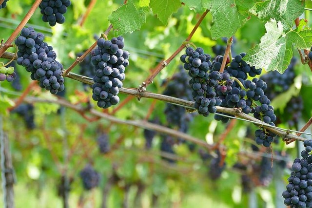 Die Weintrauben auf dem Tllinger Berg...versprechen einen sehr guten Jahrgang.  | Foto: Peter Gerigk
