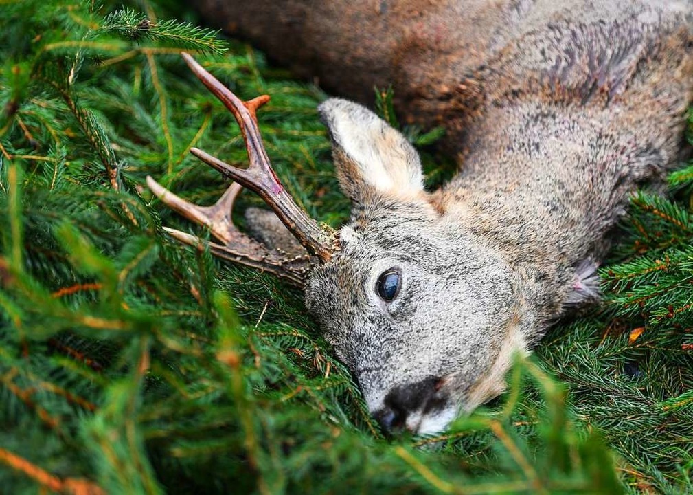 Freilaufender Jagdhund Tötet Erneut Ein Reh In Malsburg Marzell Malsburg Marzell Badische 5655