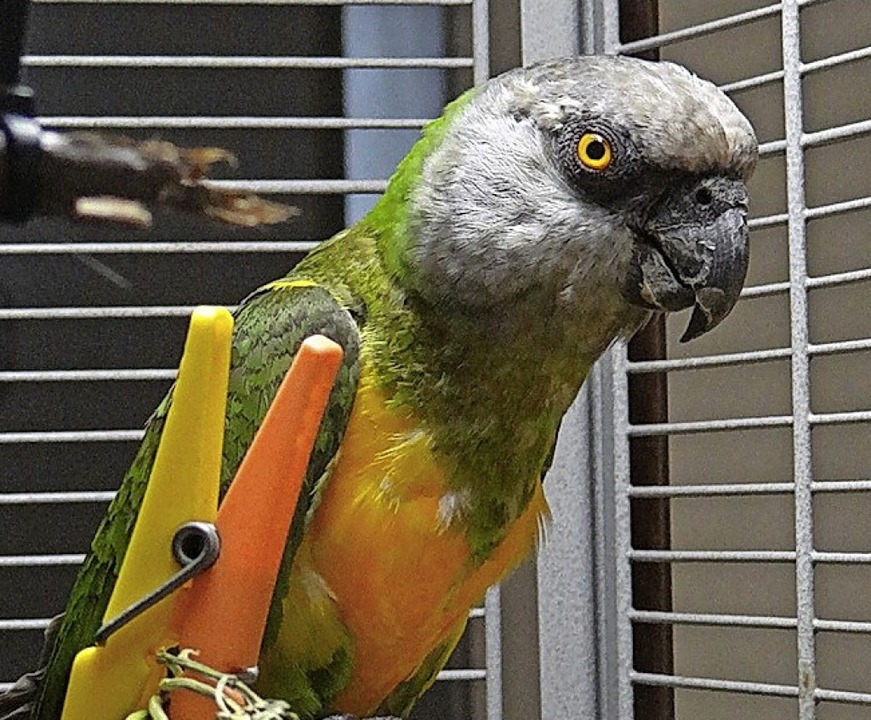 Papagei sucht Besitzer  | Foto: Tierheim