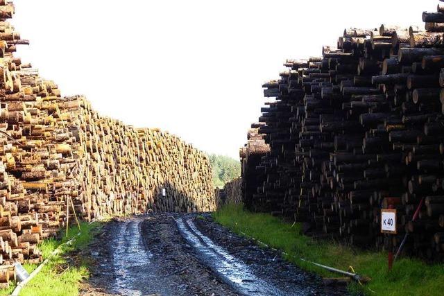 50 000 Festmeter Holz mehr als normal müssen verkauft werden
