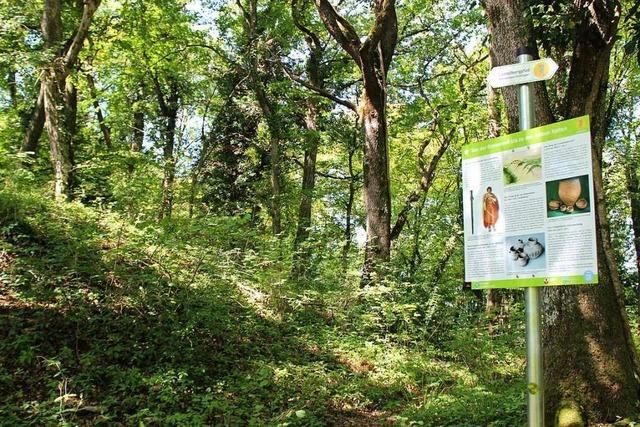 Neue Schilder informieren auf dem Castellbergpfad bei Ballrechten-Dottingen