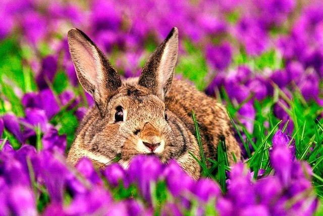 Mindestens 100 Tiere sind in Freiburg bereits an der Kaninchenpest gestorben