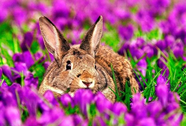 Wildkaninchen in Freiburg sind von einer Viruskrankheit bedroht (Symbolbild).  | Foto: Boris Roessler