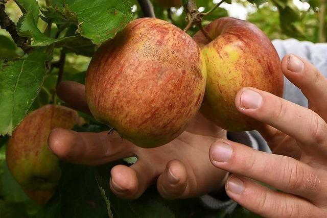 Apfelbauern erwarten geringere Ernte, aber gute Qualitäten