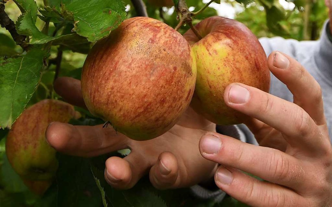 Zum Reinbeißen: Äpfel der Sorte Jonagored  | Foto: Carmen Jaspersen (dpa)