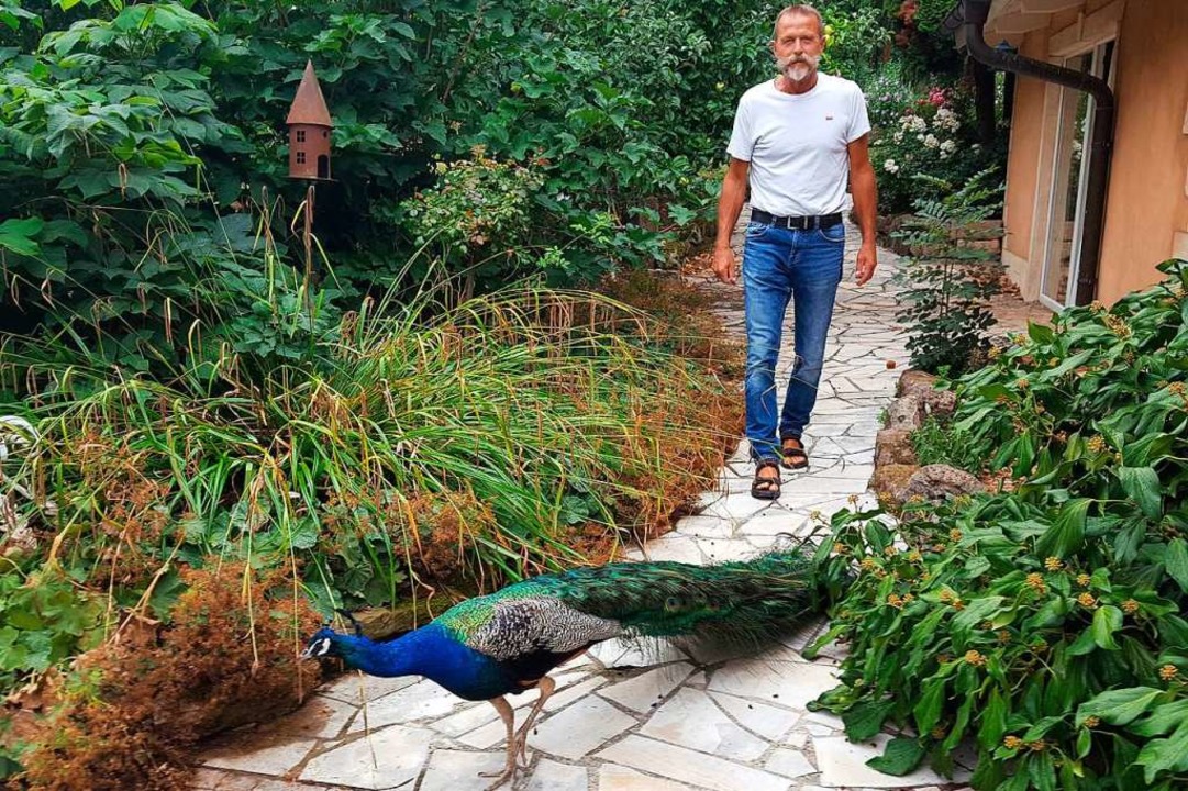 Blauer Pfau Folgt Einem Lahrer Auf Schritt Und Tritt Lahr Badische Zeitung