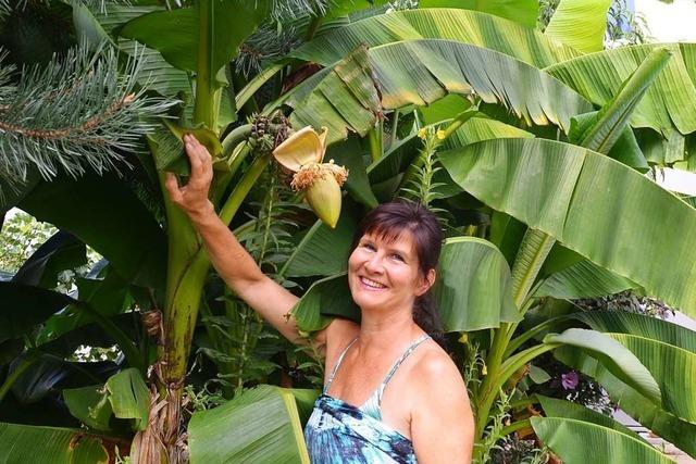 In einem Garten in Elzach wachsen Bananenstauden