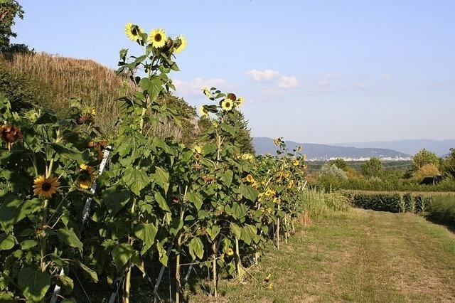 Insektenfreundlich