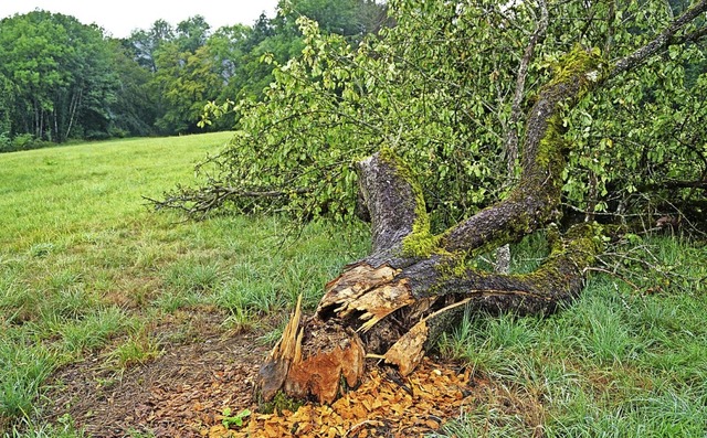 Beim Fllen des vierten Apfelbaums hat... Der Baum war bereits altersschwach.    | Foto:  