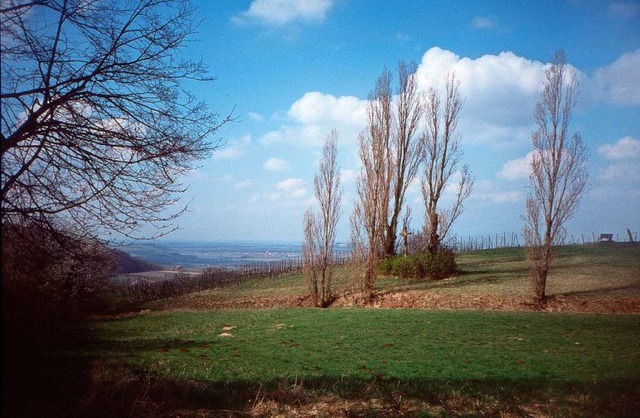 ber die Amolterer Heide (oben) fhrt ...urentius mit dem  Weltenbaum (rechts).  | Foto: Peter Grth