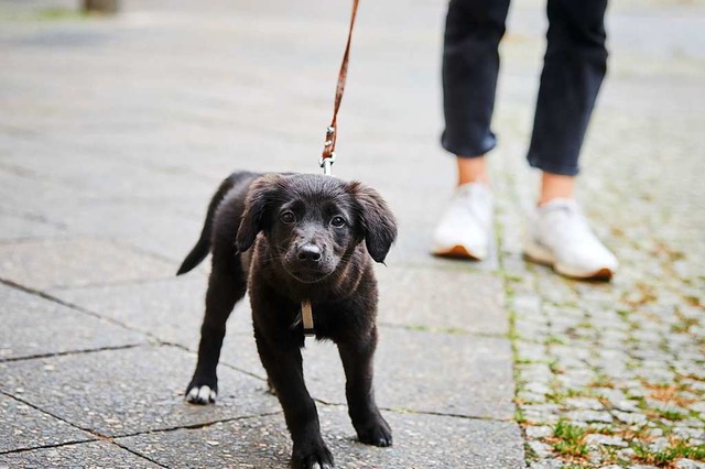 Wer einen Hund hat, muss ihn regelmig ausfhren.  | Foto: Annette Riedl (dpa)