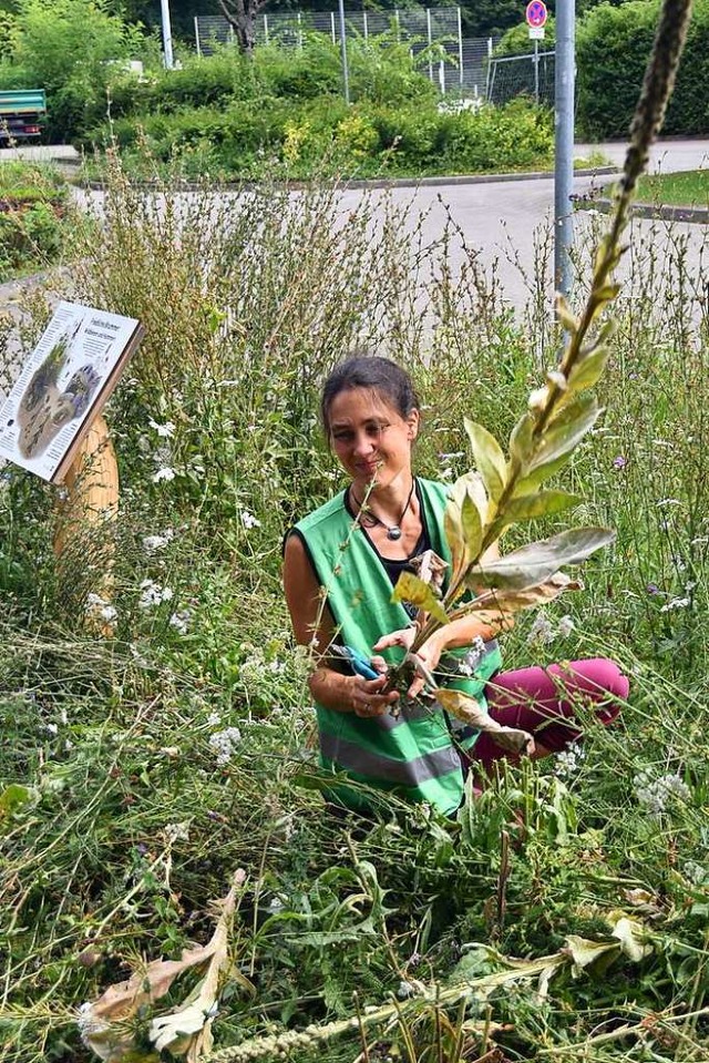 Katharina Kohr-Schmitt schneidet Wildblumen.  | Foto: Sebastian Krger