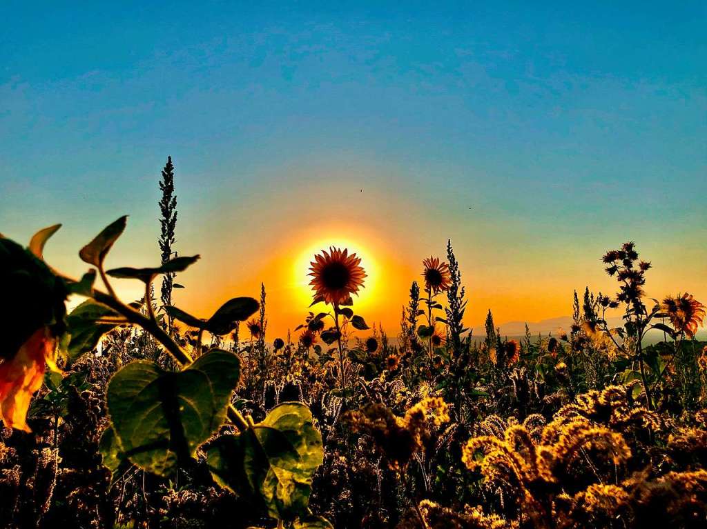 Huttingen mit Blick in die Rheinebene ber Bienenwiese.