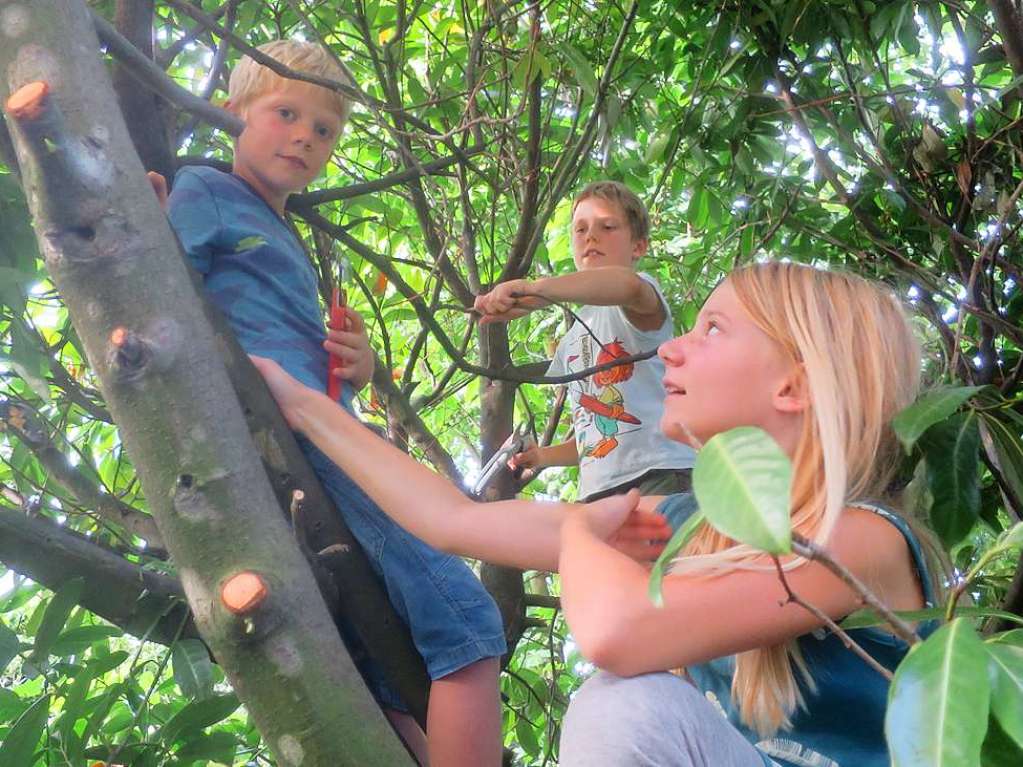 Die Enkelkinder verbrachten einen Ferientag bei Oma und Opa im Garten und halfen  beim Baumschnitt.