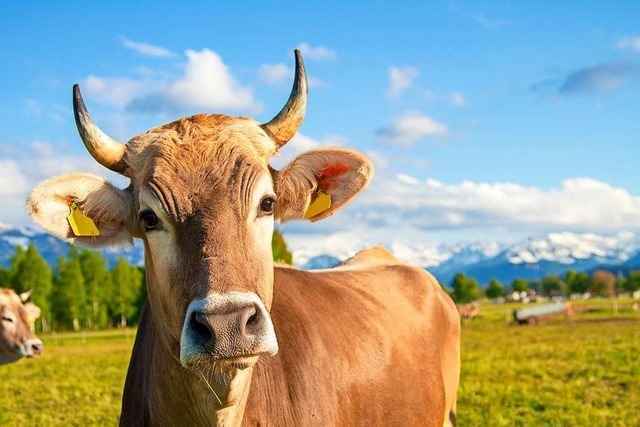 Strom- und Wasserversorgung einer Weide manipuliert – Rind stirbt