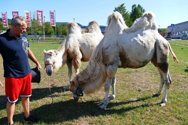 Mit zwei Trampeltieren und anderen Vie...m Hllsteiner B317-Kreisel ihr Knnen.  | Foto: Martina David-Wenk