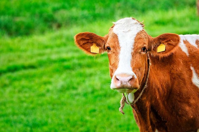 Khe knnen manchmal traurig gucken. Aber weinen?  | Foto: reichdernatur - stock.adobe.com