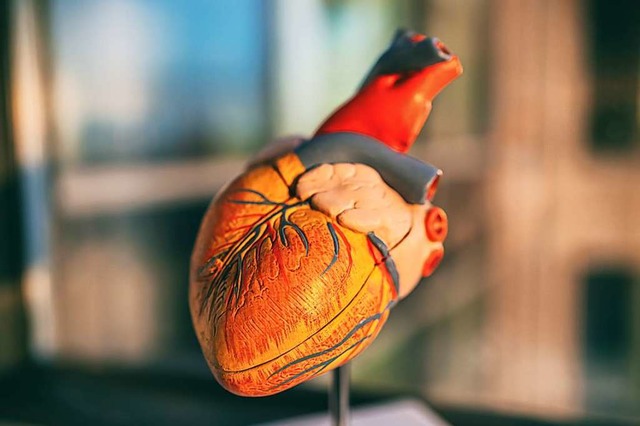 Modell eines Herzens  | Foto: Maridav  (stock.adobe.com)