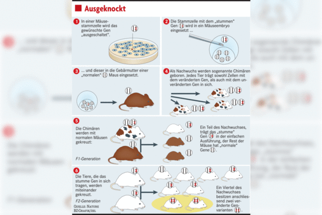 Der Trick mit der Maus