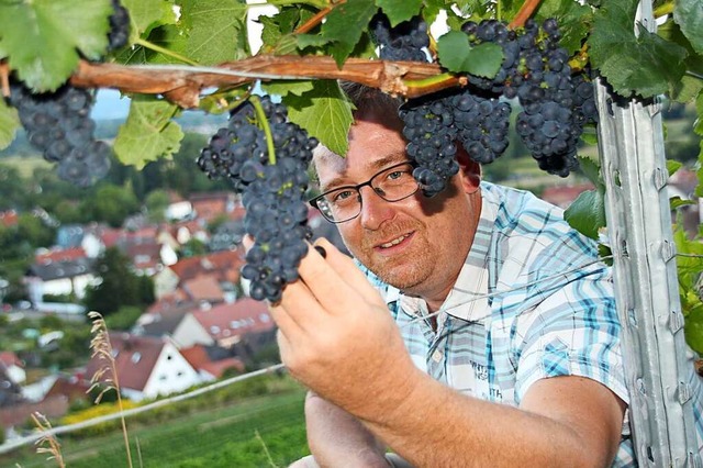 Winzer Stefan Rinklin prft im Weinber...Btzingen die Qualitt seiner Trauben.  | Foto: Mario Schneberg