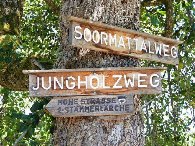 Im Hauinger Wald knnen Wandernde glei...chen mehreren schnen Strecken whlen.  | Foto: Sabine Ehrentreich