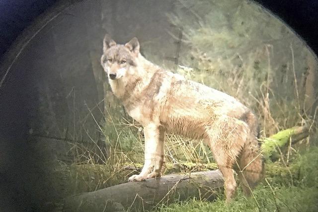 Landwirte sehen sich durch Wolf bedroht