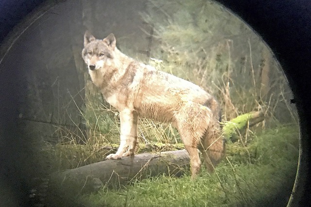 Er ist unerwnscht im Wiesental: Das j...hema Wolf in Utzenfeld am Montagabend.  | Foto: Carsten Rehder (dpa)