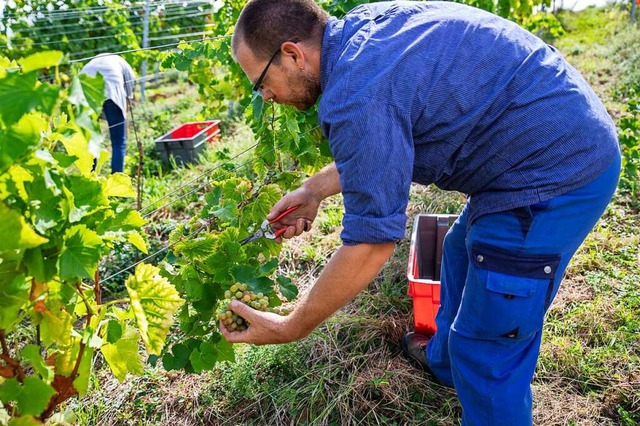 Muscaris-Trauben   hat in Ebringen am ...rundwein, der fr Sekt verwendet wird.  | Foto: Hubert Gemmert