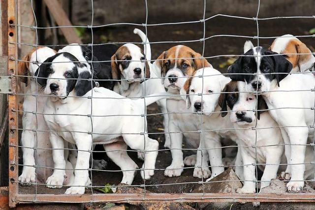 Fast 70 Hundewelpen aus Zuchtbetrieb beschlagnahmt