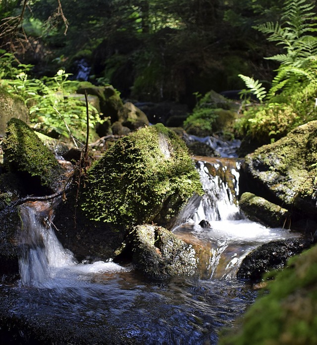 Unberhrt, wild und einfach schn: der Oberlauf des Neumagen  | Foto: Frank Schoch