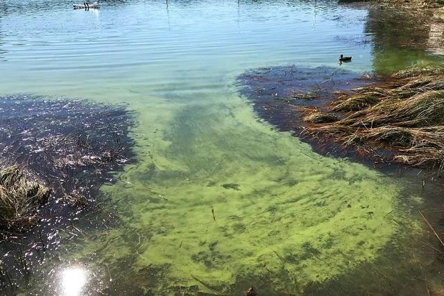 Bakterien im Schluchsee trben weiterhin den Badespa