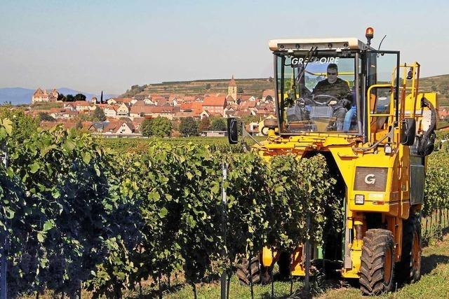 Winzer am Kaiserstuhl erwarten einen Bilderbuchherbst