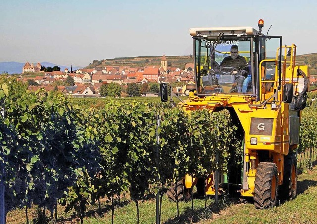 In diesem Jahr knnten am Kaiserstuhl ...le Trauben maschinell geerntet werden.  | Foto: Herbert Trogus