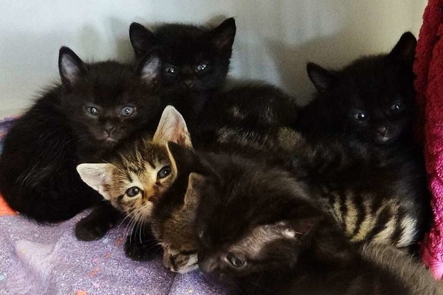 Eine ganze Herde kleiner Katzen gibt es im Tierheim.  | Foto: Tierheim