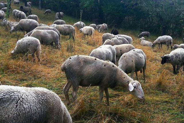 Schafe dienen als Landschaftsgrtner und 