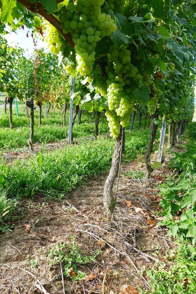 Solche krautfrei gespritzte Gassen um ...scheiden, der Vergangenheit angehren.  | Foto: Victoria Langelott