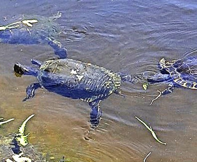 Wasserschildkrten  | Foto: Tierheim