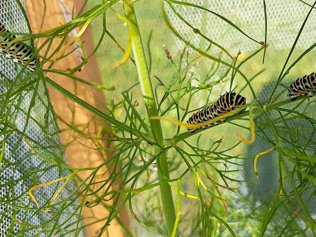 „Unsere Schwalbenschanz-Zucht: Dieses Jahr hatten wir unter anderem Fenchel angepflanzt und beobachteten zufllig, wie ein Schwalbenschwanz darauf gelbgoldene Eier ablegte. Nach zehn Tagen schlpften  kleine Raupen, die sich dann verpuppten.“