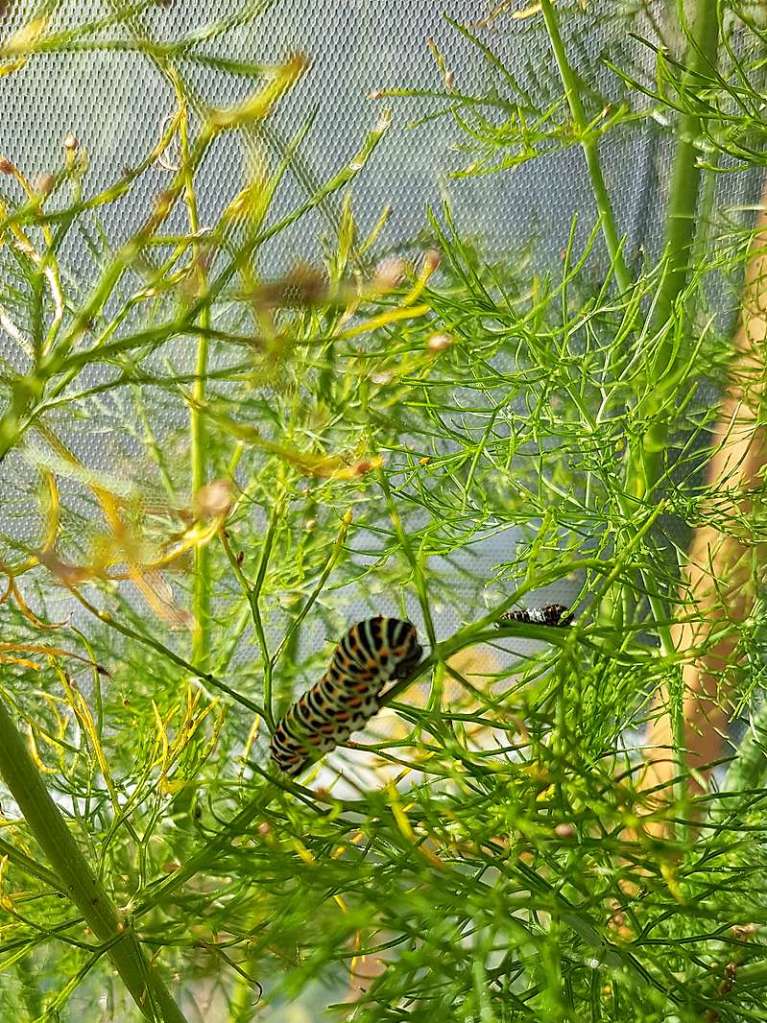 „Unsere Schwalbenschanz-Zucht: Dieses Jahr hatten wir unter anderem Fenchel angepflanzt und beobachteten zufllig, wie ein Schwalbenschwanz darauf gelbgoldene Eier ablegte. Nach zehn Tagen schlpften  kleine Raupen, die sich dann verpuppten.“